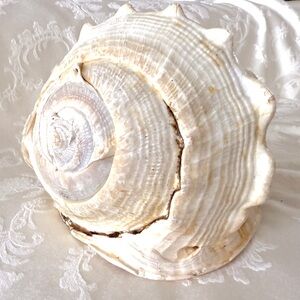 Charming Beautiful Natural Soft Color Sea Shell